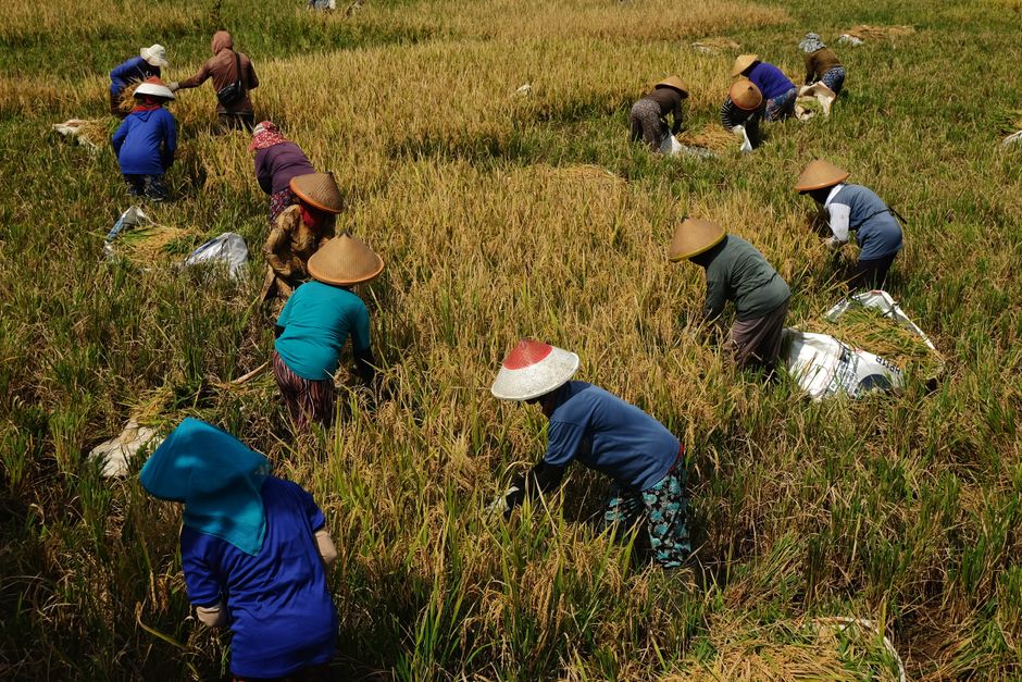 bungan beras di pasar tradisional