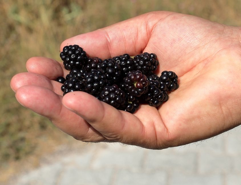 perusahaan teknologi blackberry fokus pada bisnis robotika industri