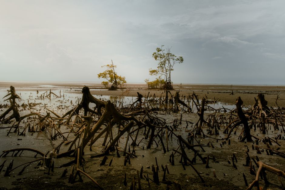 ilustrasi konservasi mangrove