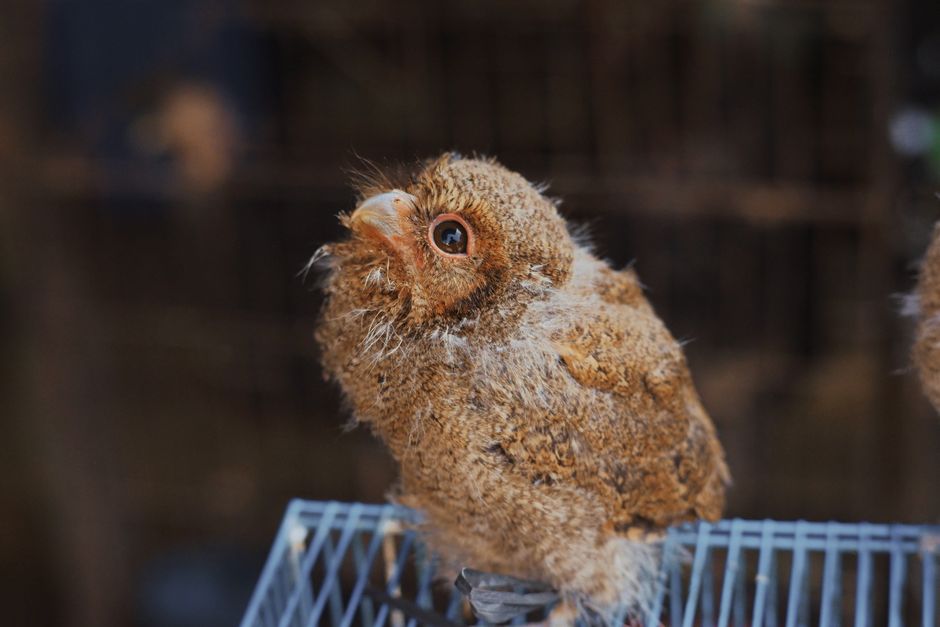 sarang burung walet