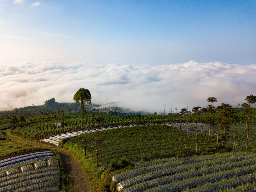 grafik laba bersih ID Food tahun 2025