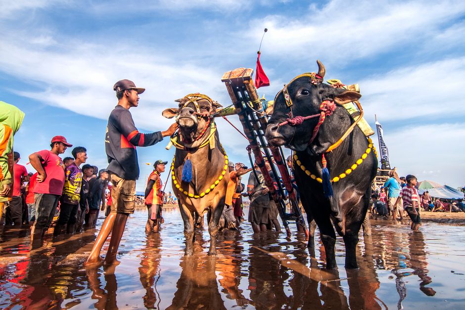 grafik impor sapi hidup Indonesia