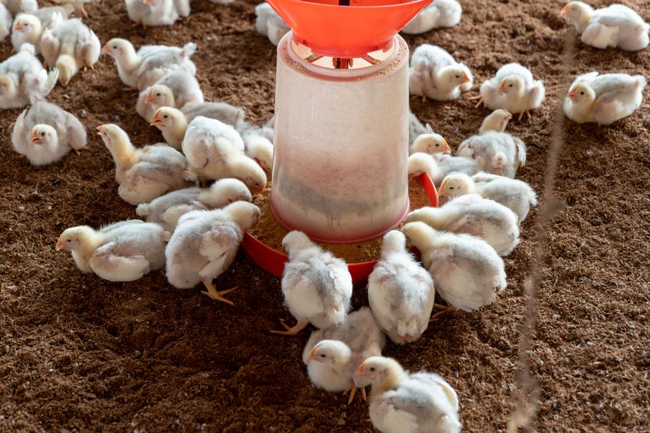 Gambar petani budidaya ayam broiler