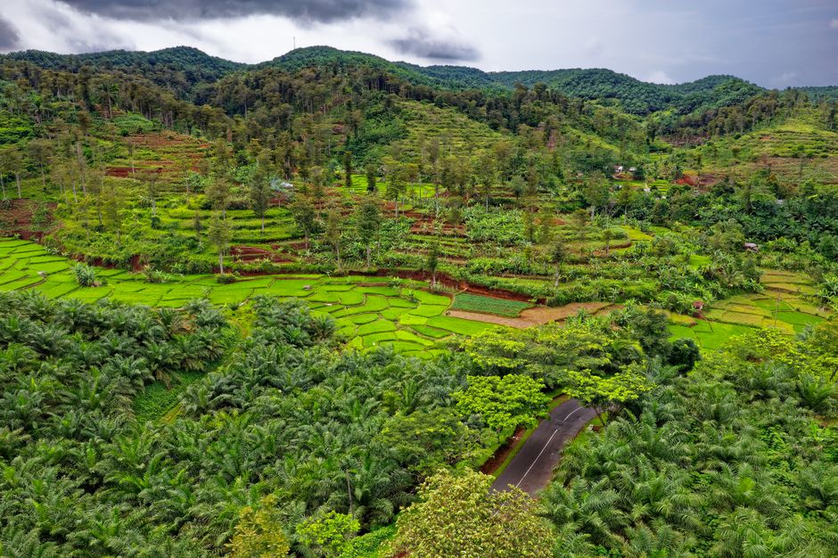 gambar ilustrasi perkebunan