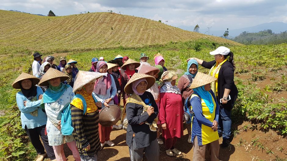 pekebun sawit melakukan panen sawit di kebun perkebunan