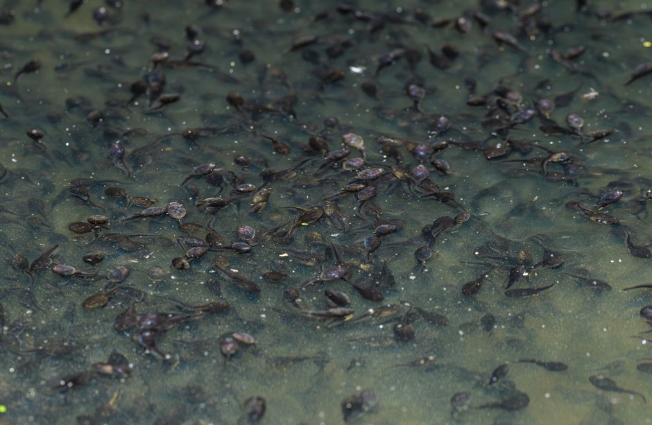 masyarakat yang kecewa dengan skema tadpole pinjol
